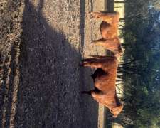 Vendo Toritos Nuevos Negros y Colorados