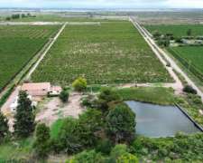 Finca de 25 Ha Chapanay, San Martin Mendoza