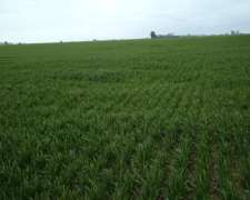 Venta 100 Has Agrícolas Idiazabal