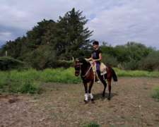 Vendo Yegua Zaina Colorada de 5 Años de Andar muy Buena