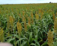 1232 Ha Agrícolas en Bandera, Santiago del Estero