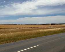 716 Has. C. Pringles S/ruta 51