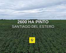 2600 Ha Pinto Santiago del Estero