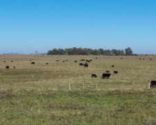 Pcia. De Buenos Aires - Gorch 860 Ha