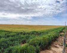 Venta Campo 665 Has Tornquist