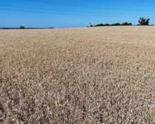 Campo Agrícola Apto Granja