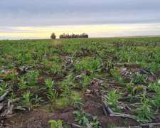 Vendo 1900 Ha Agricolas Ganaderas Gral Madariaga