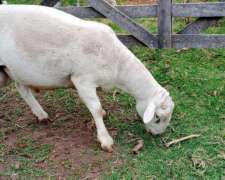 Carneros Dorper Withe Ppc, Borregos Dorper Withe