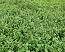 Campo Mixto 700 Ha-soutomayor, Santa FE.