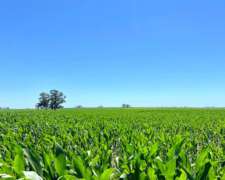 220 Has. Gualeguaychú, Entre Rios