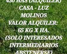 San Vicente: 430 Has (alquiler)