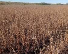 1000 Hectáreas Agricolas. Oportunidad