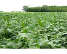 250 Has en Pampa del Infierno Chaco