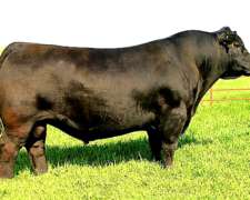 Los Toros del Futuro a Pasto Natural.( Angus P.p. )