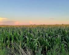 20 Has Agrícolas en Pearson