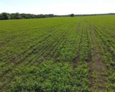 202 Ha Zona Hernández. Campo Agrícola