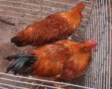Gallos Puros de Raza New Hampshire