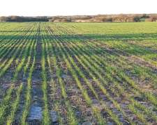 Campo Agricola 40 Hectáreas San Salvador Entre Rios