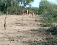 Campo Ganadero de 8.500 Ha en Sierra Brava, la Rioja