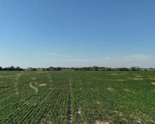 Venta Campo. 64 Hectáreas. Soledad, Santa FE.