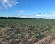 Oportunidad Campo Agrícola 55 Hectáreas