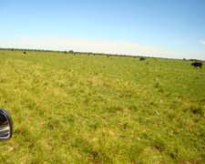 Venta de 1000 Hectáreas Ganaderas