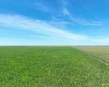 Pcia. de San Luis - Buena Esperanza 1273 Has