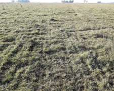 77 Hectáreas Ganadera Morea