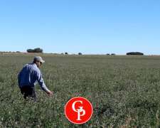 En Venta 840 Has, Rolón, La Pampa.-
