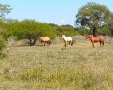 220 Ha y 275 Ha de Campo Ganadero Villaguay