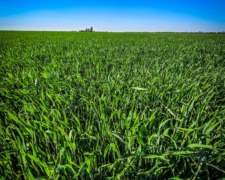 Tomo Animales a Pastaje o Capitalización