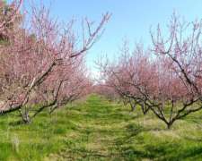 Baradero, Buenos Aires - 14,5 Ha