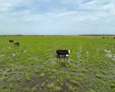 Pcia. de Corrientes - San Luis del Palmar 2389 Has