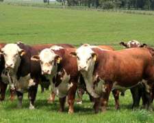 Busco Gordo Invernada Cria para Comercializar