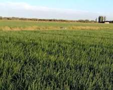 Gran Estancia con Riego, 1600 Ha en Pedro Luro - Pcia BS AS