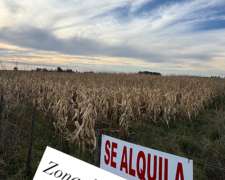 Campo Agrícola Productivo .