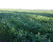 Vendo 180 Has en Cuatro Bocas