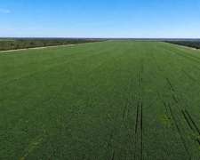 El Bobadal, Jiménez, Santiago Del Estero - 1.060 Ha