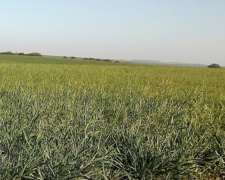 1600ha en Doblas la Pampa