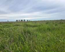 Costa del Río Negro, Agricultura y Ganadería