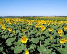 Venta 250 Has 100% Agrícola, Balcarce.