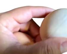 Huevos Artificiales de Bioplástico para Gallinas Ponedoras