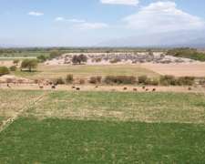 Pcia. De Salta - San Carlos 1161 Ha
