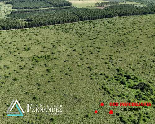 65 + 48 Has. Zona Forestal