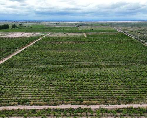 Finca de 25 Ha Chapanay, San Martin Mendoza