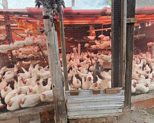 Gallinas Ponedoras Leghorn Nuevas