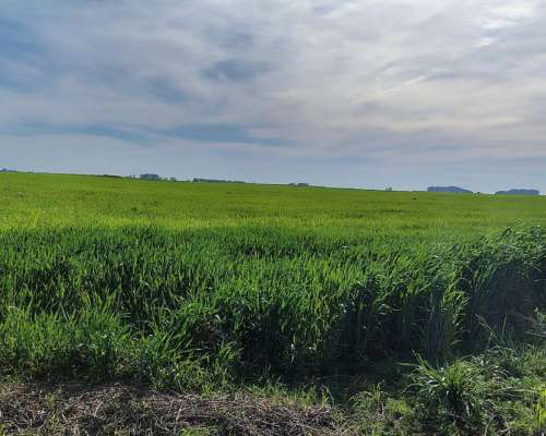 623ha Agrícola-ganaderas Entre Macachín y Anchorena