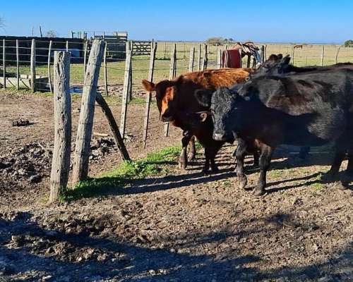 Vaca Nueva con Ternero 17+17