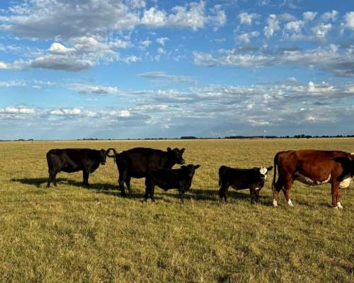 Campo Venta Buen Acceso Dolores 300ha
