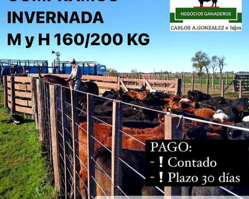 Compra/venta: Invernada y Cría- Tambos -